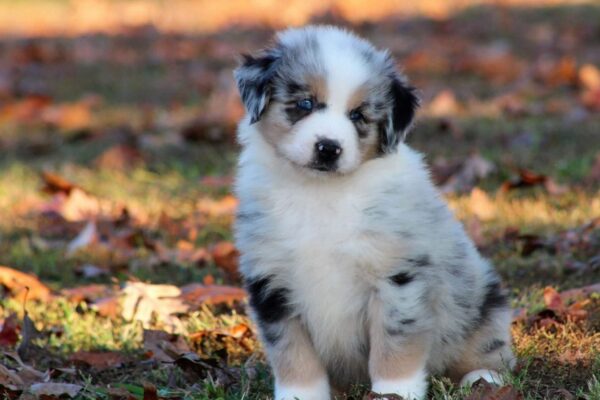 Intelligent and loyal Australian Shepherds, energetic dogs that love outdoor adventures with their owners.