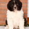 Gentle, family-friendly Newfoundland puppies for sale, great with kids and pets.
