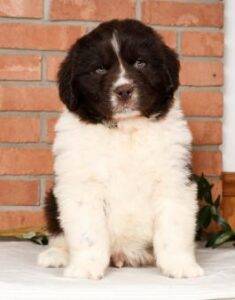 Gentle, family-friendly Newfoundland puppies for sale, great with kids and pets.