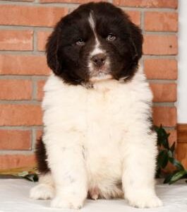 Gentle, family-friendly Newfoundland puppies for sale, great with kids and pets.