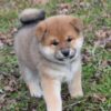 Sweet beautiful puppies