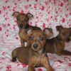 Loyal, intelligent Miniature Pinscher puppies for sale, energetic and low-maintenance.