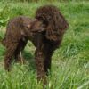 Loyal, smart Miniature Poodle puppies for sale, low-shedding and great for allergies.