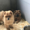 Chow Chow puppies for sale online, loyal companions, fluffy, and easy to train.