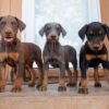 Loyal Doberman puppy for sale online, intelligent, low-maintenance, and great for active families.