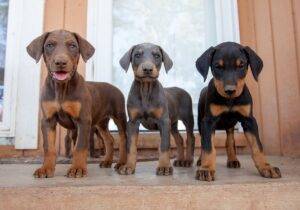 Loyal Doberman puppy for sale online, intelligent, low-maintenance, and great for active families.