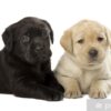 Loyal Labrador puppies for sale, friendly, social, and great with kids.