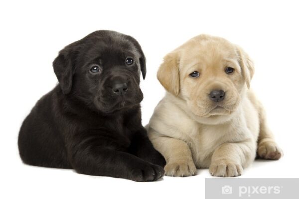 Loyal Labrador puppies for sale, friendly, social, and great with kids.