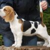 Healthy Beagle puppies for sale, loving and social, perfect for families.