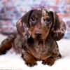 Affectionate and loyal Dachshund, playful companion, low maintenance, and great for families.