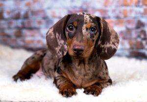 Affectionate and loyal Dachshund, playful companion, low maintenance, and great for families.