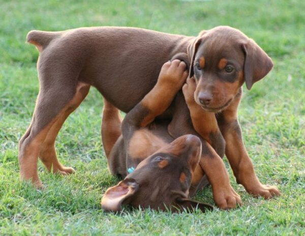 Loyal Doberman puppy for sale online, intelligent, low-maintenance, and great for active families.