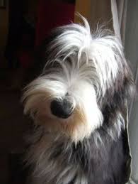 Playful and loving Bearded Collie puppies for sale, great with children.