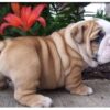 English Bulldog puppies for sale online, loyal and gentle companions.