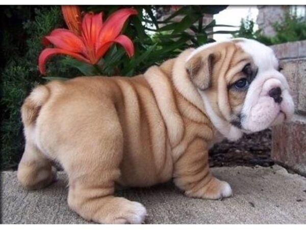 English Bulldog puppies for sale online, loyal and gentle companions.