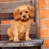 People-oriented Cavapoos, great with kids, social, and ideal for first-time dog owners.