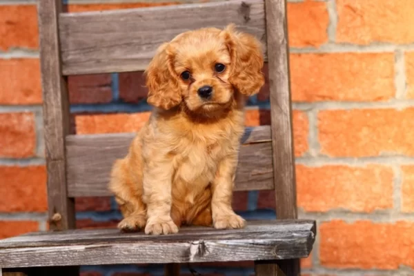 People-oriented Cavapoos, great with kids, social, and ideal for first-time dog owners.