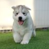 Siberian Husky puppies for sale, friendly and playful companions for families.