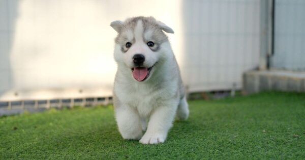 Siberian Husky puppies for sale, friendly and playful companions for families.