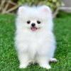 Playful, loyal Pomeranian puppy for adoption, family-friendly and apartment-adaptable.