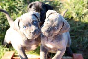 Loyal Cane Corso, protective family pet, low maintenance, and impressive watchdog.