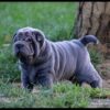 Adorable Shar Pei puppies for sale in the USA, calm and loyal companions.