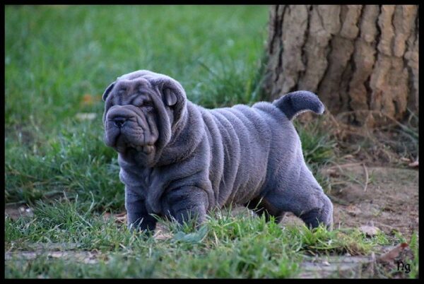 Adorable Shar Pei puppies for sale in the USA, calm and loyal companions.