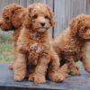 Low-shedding, intelligent Labradoodle puppies for sale, great for families.