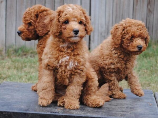 Low-shedding, intelligent Labradoodle puppies for sale, great for families.