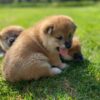 Sweet beautiful puppies