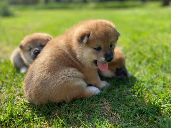 Sweet beautiful puppies