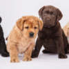 Loyal Labrador puppies for sale, friendly, social, and great with kids.