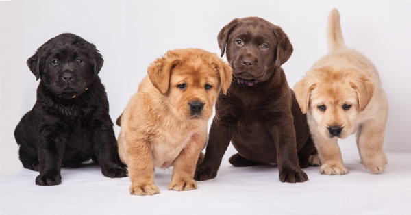 Loyal Labrador puppies for sale, friendly, social, and great with kids.