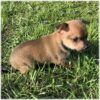 Loyal, intelligent Miniature Pinscher puppies for sale, energetic and low-maintenance.