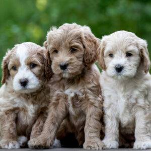 Low-shedding, intelligent Labradoodle puppies for sale, great for families.