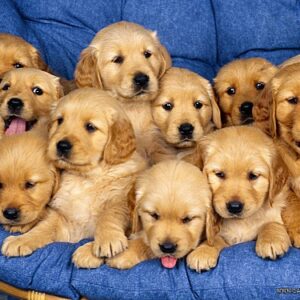 Online adoption of puppies