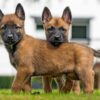 Elegant Belgian Shepherd puppy for sale online with health certification.
