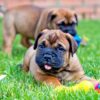 Loyal and protective Bullmastiff, ideal family pet for homes with older children.