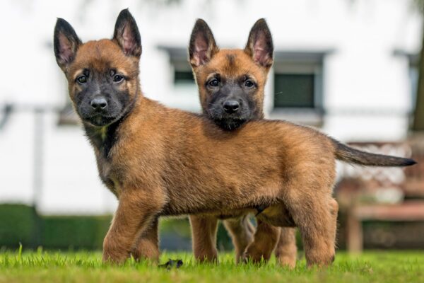 Elegant Belgian Shepherd puppy for sale online with health certification.