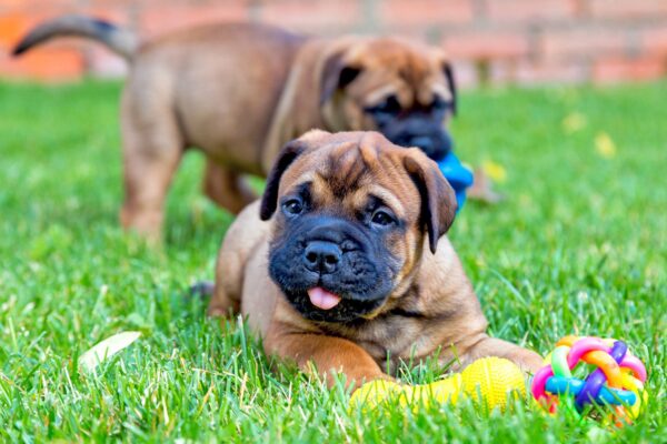 Loyal and protective Bullmastiff, ideal family pet for homes with older children.