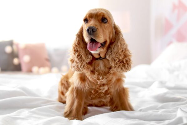 Lively and playful Cocker Spaniel puppy, ideal family pet and great with children and other animals.