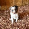 Purebred Border Collie puppies available for online purchase.