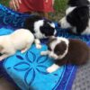 Adorable Border Collie puppy for sale online with health guarantees.