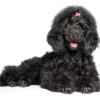 smart Miniature Poodle puppies for sale, low-shedding and great for allergies.