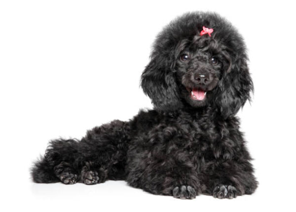 smart Miniature Poodle puppies for sale, low-shedding and great for allergies.