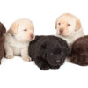 Loyal Labrador puppies for sale, friendly, social, and great with kids.