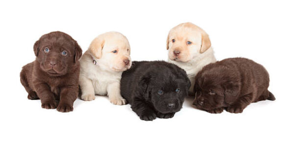 Loyal Labrador puppies for sale, friendly, social, and great with kids.