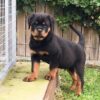 Loyal Rottweiler puppies for sale, intelligent and protective family pets.