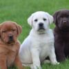 Loyal Labrador puppies for sale, friendly, social, and great with kids.