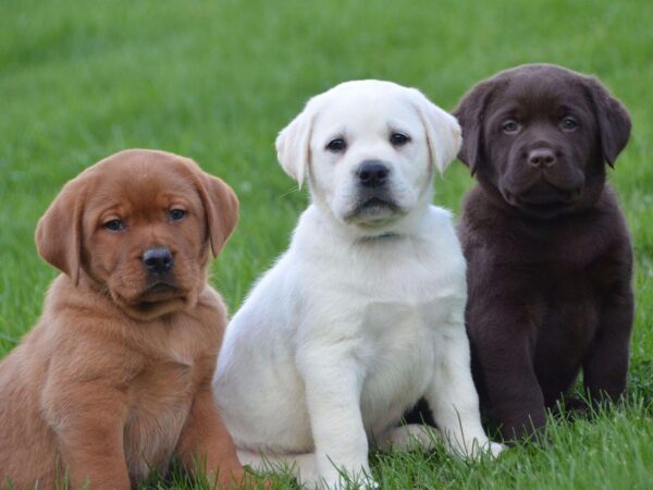 Loyal Labrador puppies for sale, friendly, social, and great with kids.